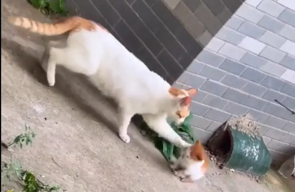 Por qué las gatas abandonan a sus crías recién nacidas 1 7NGXAVNCFRDILPIRLKDCXSUEVY