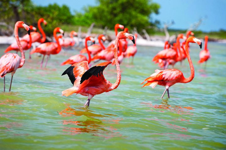 Dónde viven los flamencos rosas y que necesita para sobrevivir 1 8 1
