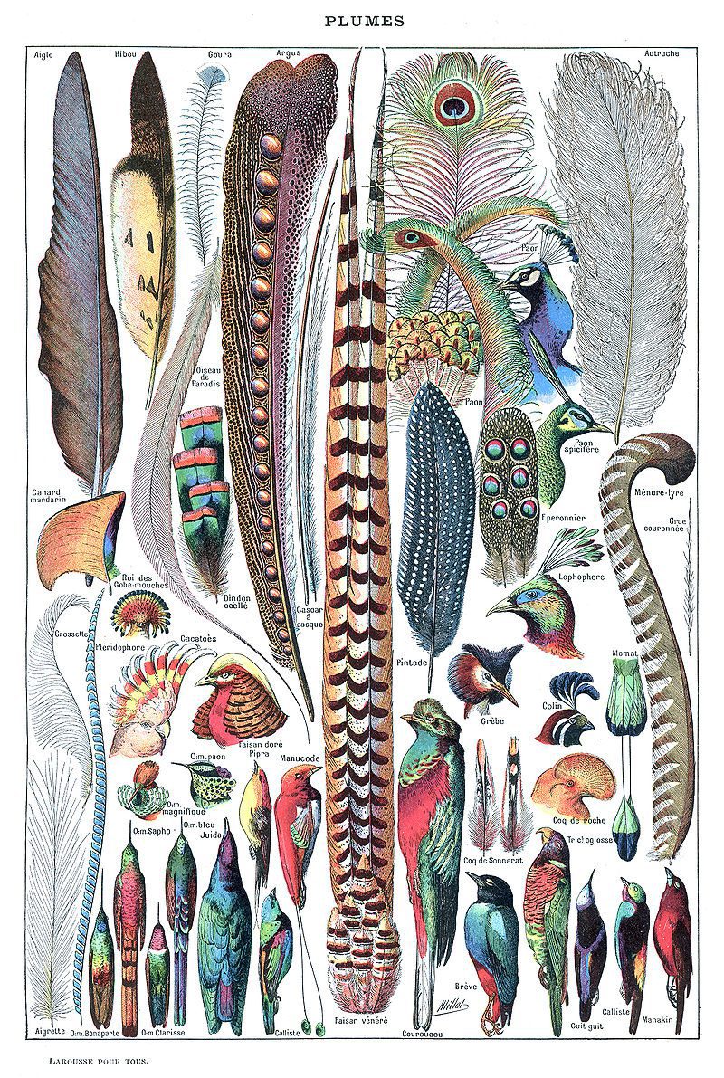 Plumas en diferentes etapas de crecimiento