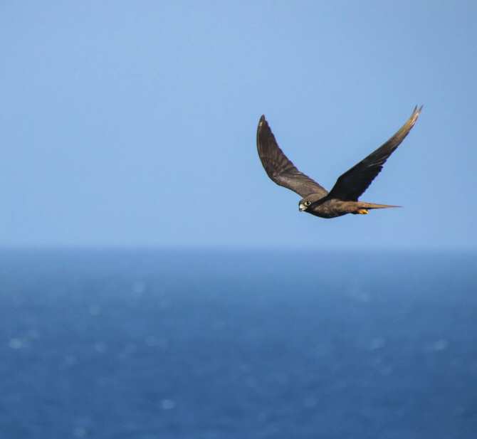 Cuántas aves marinas existen: Descubre su diversidad 1 8072 aves terrestres volando sobre mar abierto
