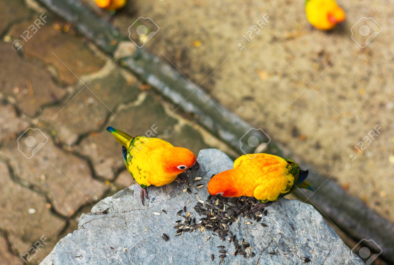 Qué le puedo dar de comer a los pájaros de la calle 2 Pájaros comiendo semillas en un parque