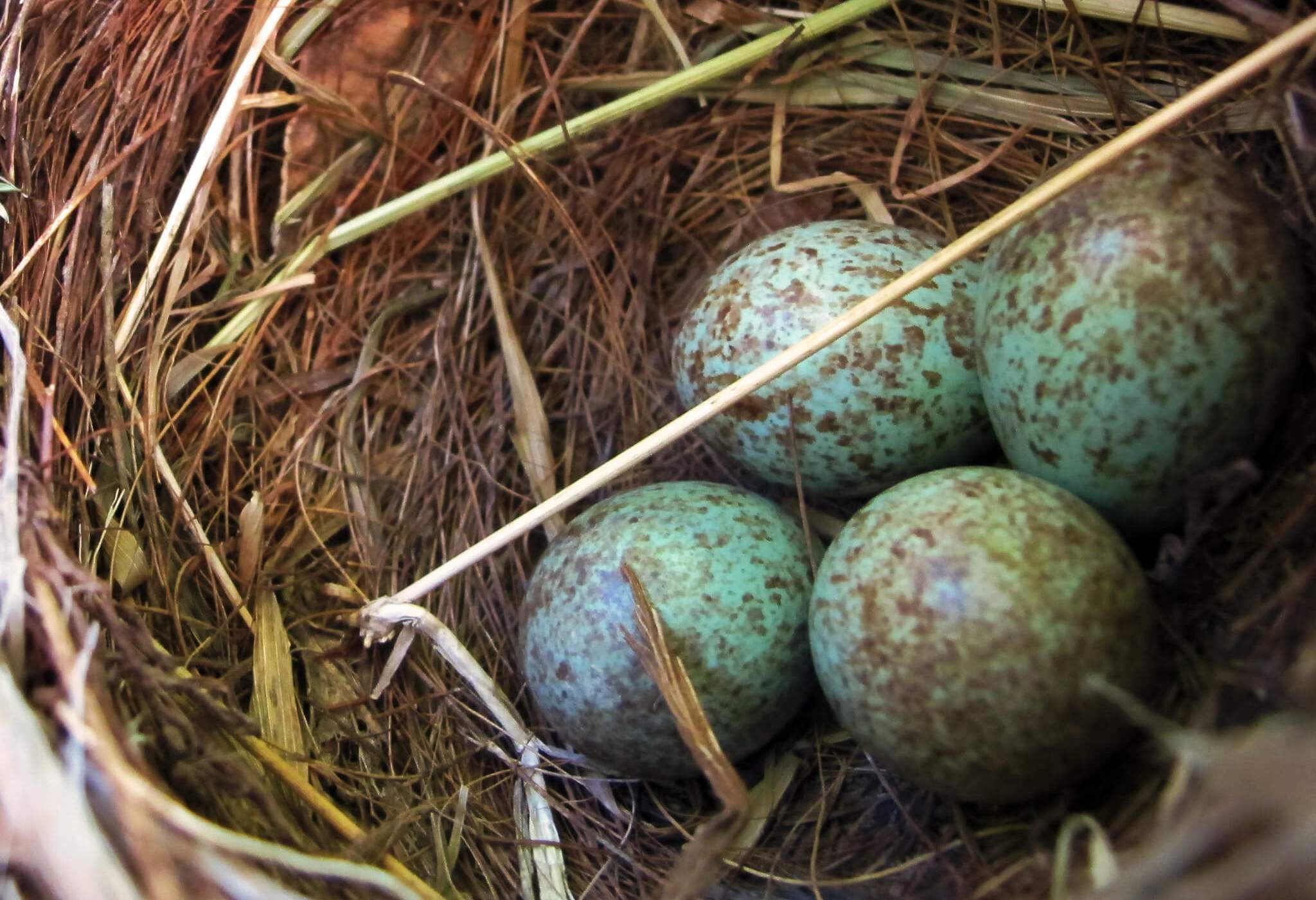 Cómo incuban sus huevos las aves: Proceso y técnicas