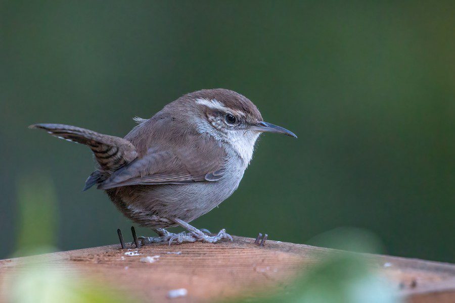 Imagen de un Saltapared cola larga comiendo