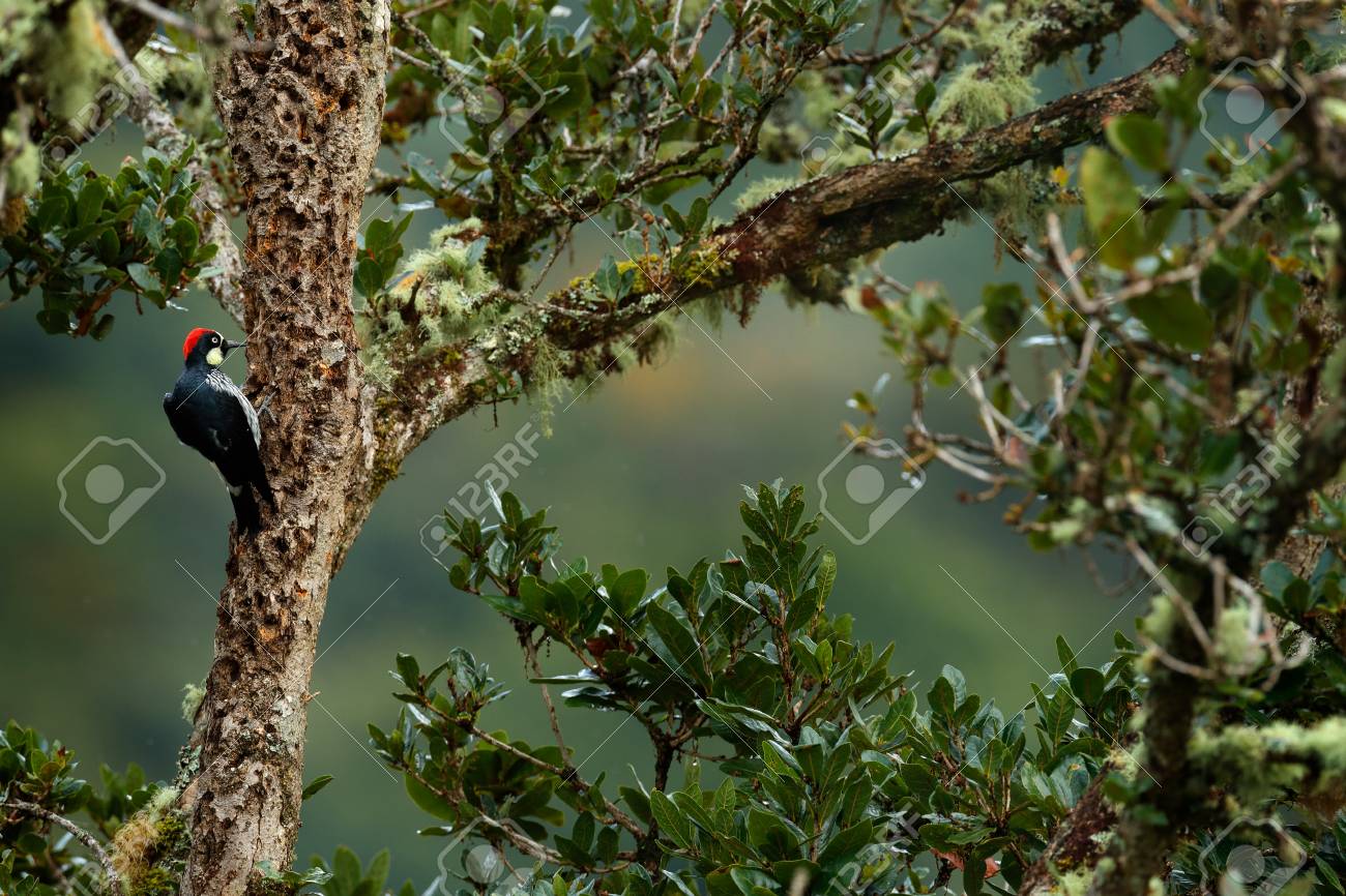 Cuáles son las características de un pájaro carpintero 2 Pájaro carpintero en su hábitat natural