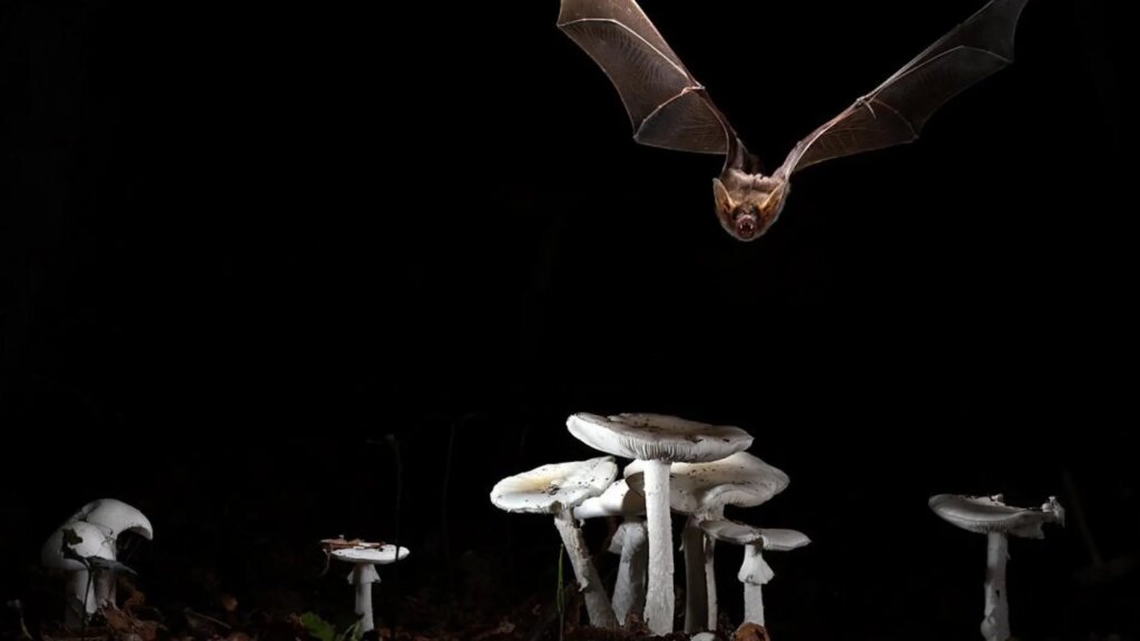 Qué animal puede volar pero no es un ave 1 98