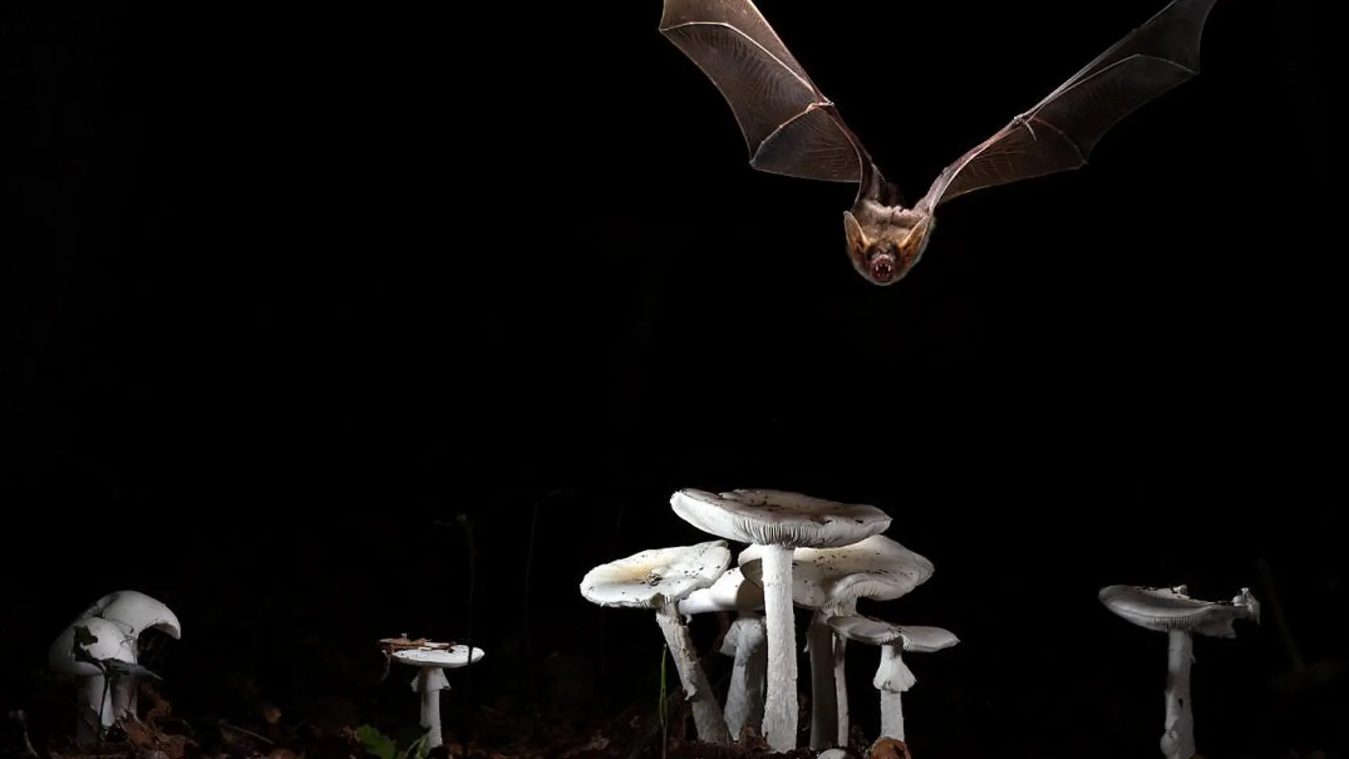 Qué animal puede volar pero no es un ave 2 Murciélago en pleno vuelo nocturno