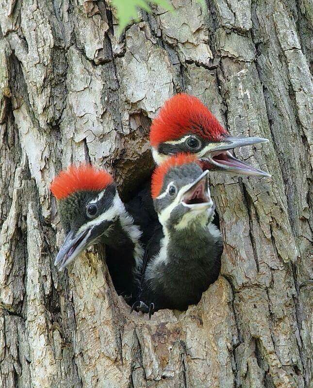Dónde suele vivir un pájaro carpintero 1 98106820dce851746f0d2b809a4223ad