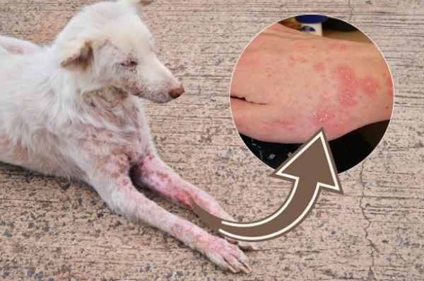 Perro con síntomas de infección parasitaria