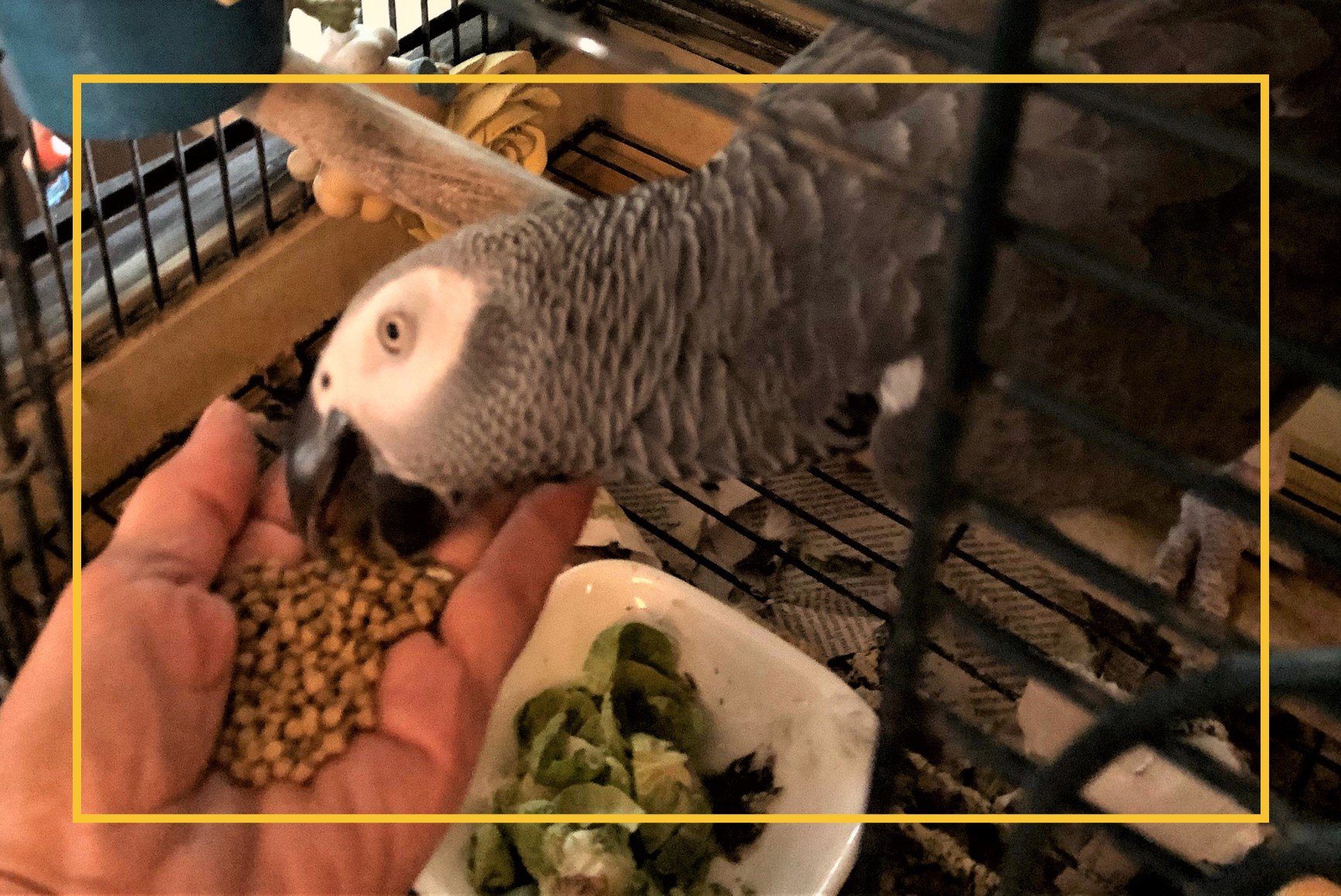 Qué pasa cuando un loro se pone triste 2 Loro solitario en jaula con dieta pobre
