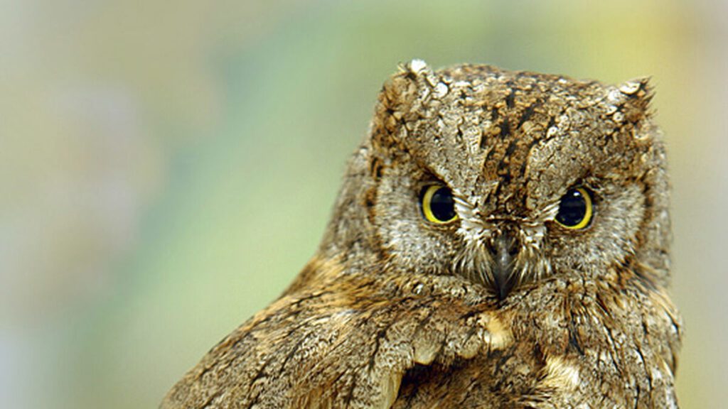 Qué tipo de aves vuelan en la noche 1 Autillo rapaz nocturna pequena 1148595600 105485218 1200x675