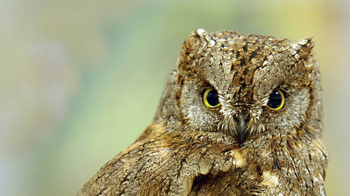 Qué tipo de aves vuelan en la noche 2 Aves nocturnas con adaptaciones para vuelo oscuro