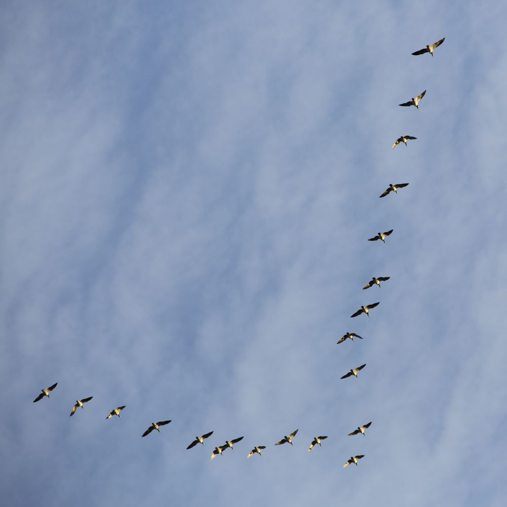 Pájaros volando en formación sincronizada