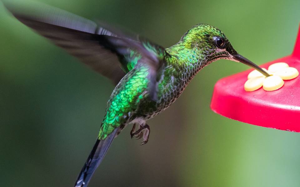Colibríes bebiendo agua en bebedero natural