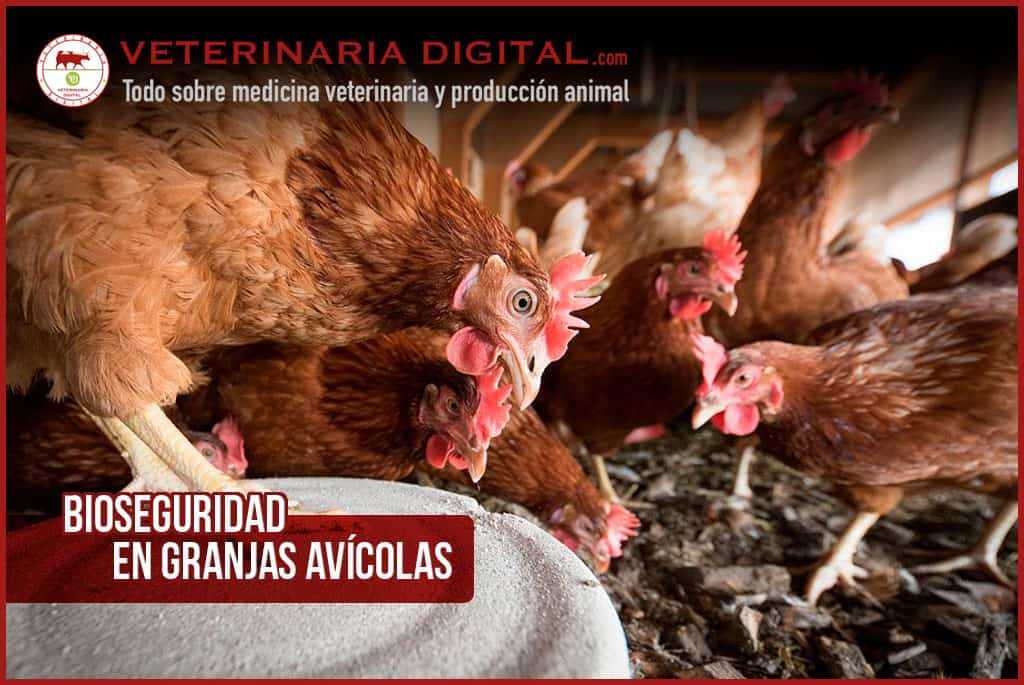 Gallina con medidas de bioseguridad en granja