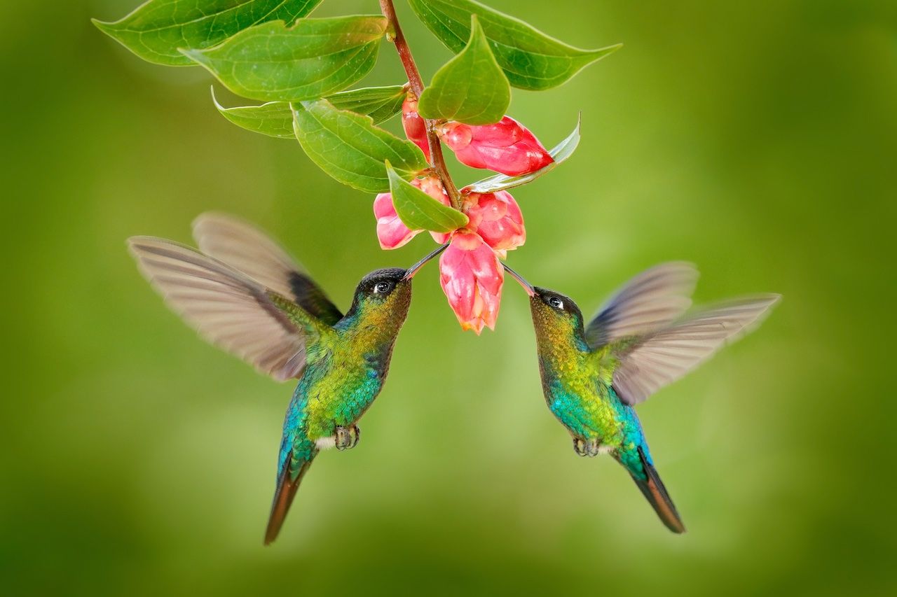 Colibríes en un jardín floreado y colorido