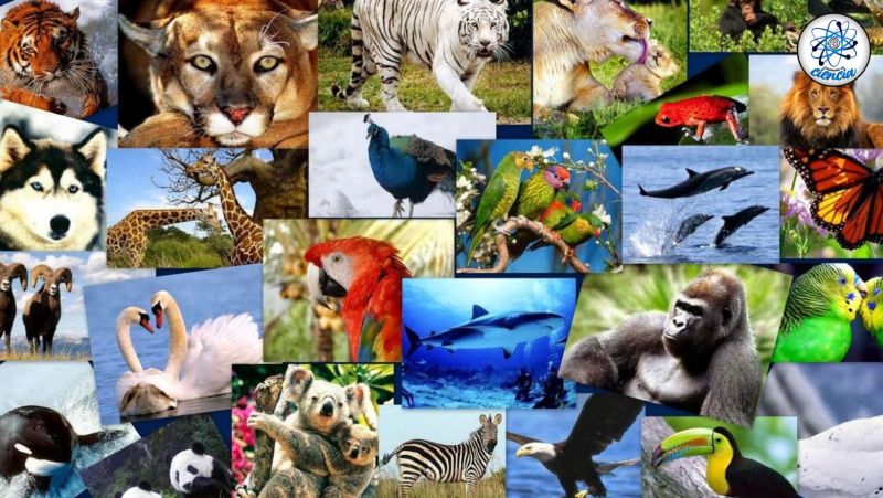 Qué animales está prohibido tener en México 1 Copia de C EdCiencia P 2023 05 12T112957.427