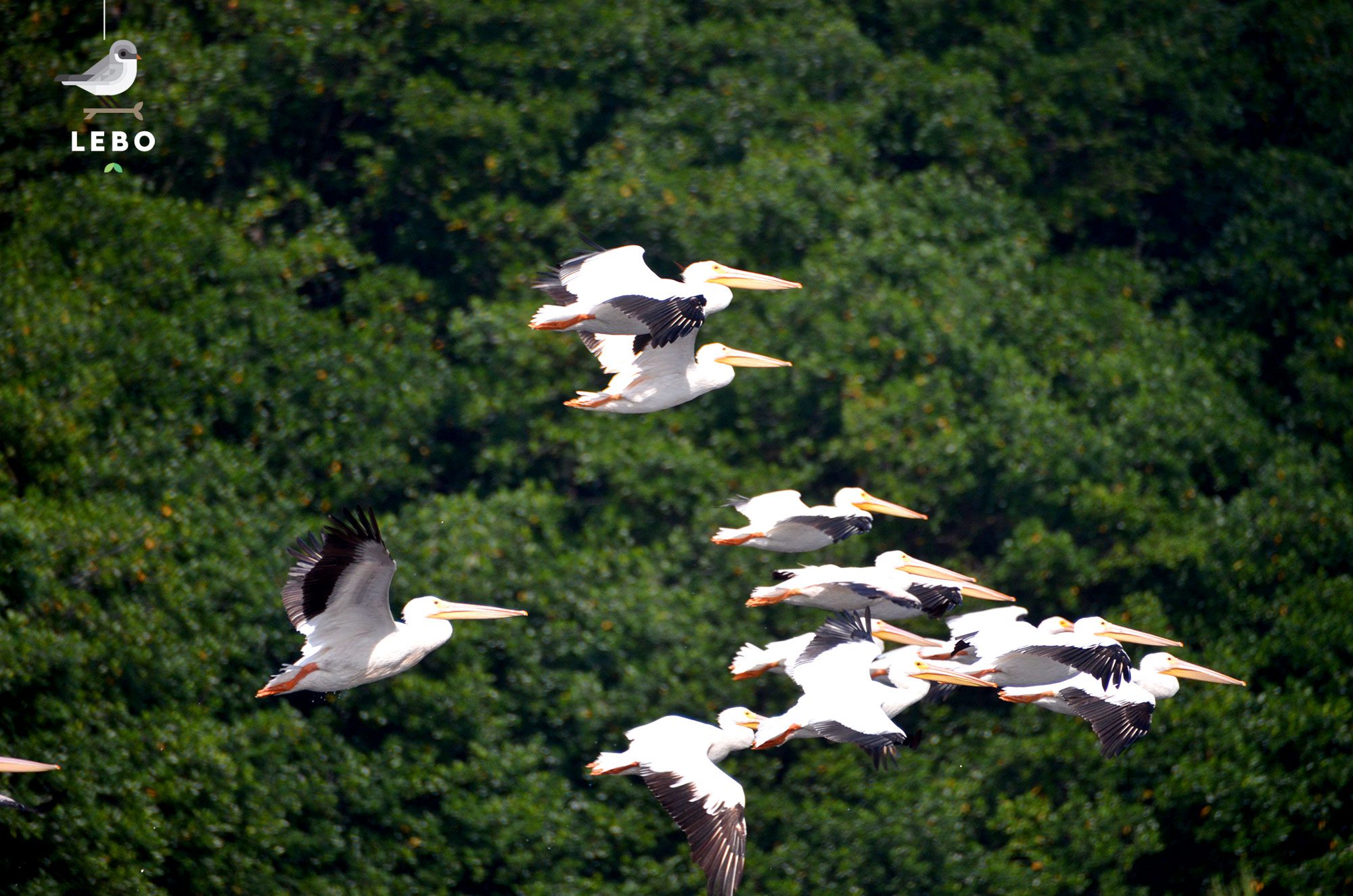 Qué aves viven en el Estado de México 2 Aves migratorias en el bosque mexicano