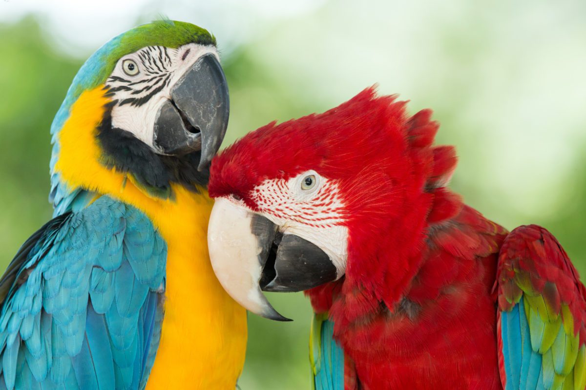 Aves exóticas en el bosque tropical