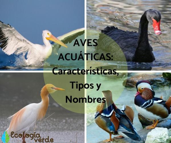 Qué ave nada más rápido: Descubriendo velocidades insólitas 2 Ave acuática vs ave terrestre: competencia acuática