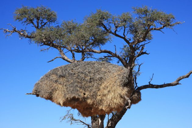 Quién construye el nido: Secretos de las aves 1 El nido de aves mas grande del mundo 001