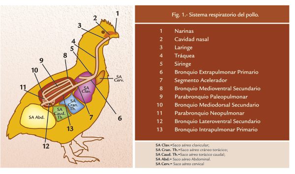 Cuál es la función de los sacos aéreos en las aves 1 Fisiologia tracto respiratorio aves 1