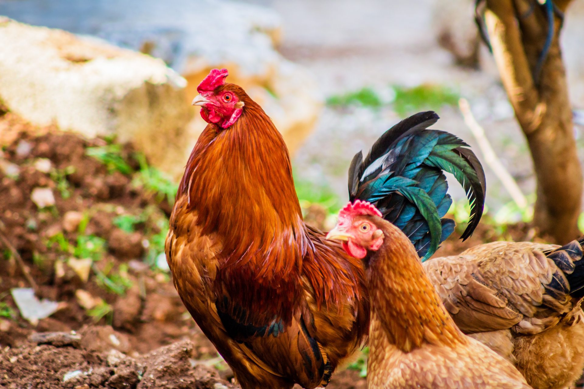 Gallinas en distintos espacios alrededor del mundo