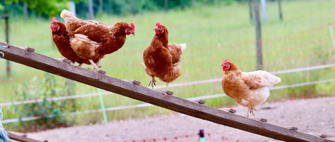 Cuánto produce una gallina ponedora 3 Gallina ponedora en un gallinero limpio