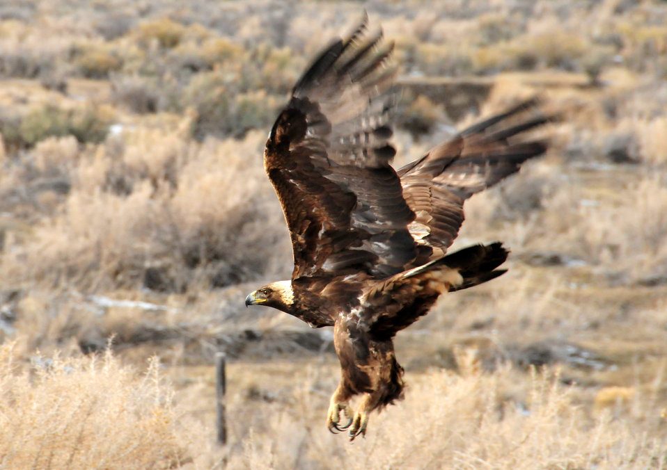 Qué tipo de águila está en peligro de extinción 1 Golden Eagle 2 FWS 1