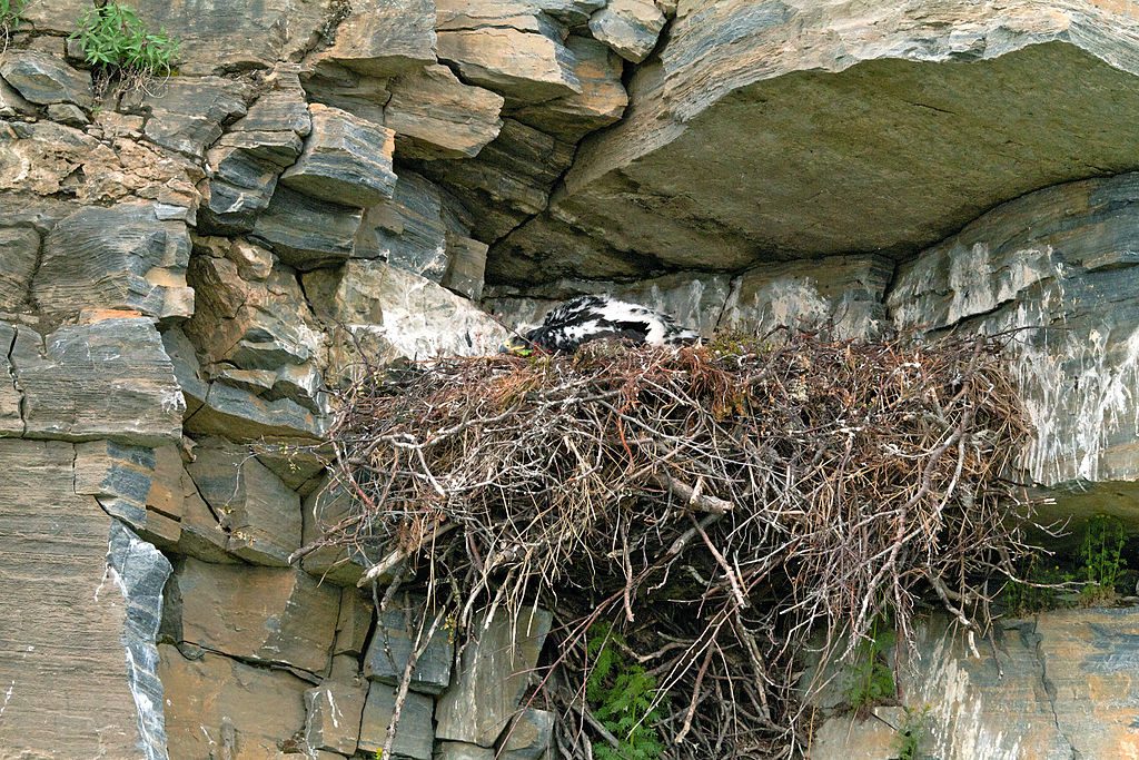 Dónde ponen los huevos las águilas 2 Nidos de águilas en altas montañas