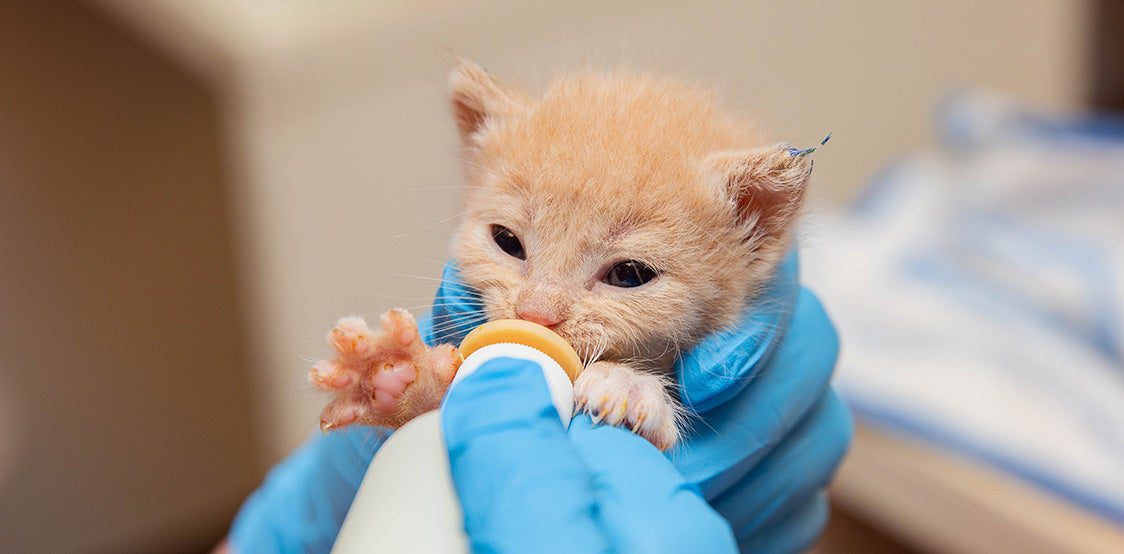 Gata con gatitos buscando alimentarlos