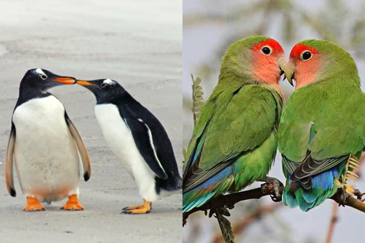 Cómo se cuidan los pajaritos del amor 2 Pájaros amorosos interactuando en la naturaleza