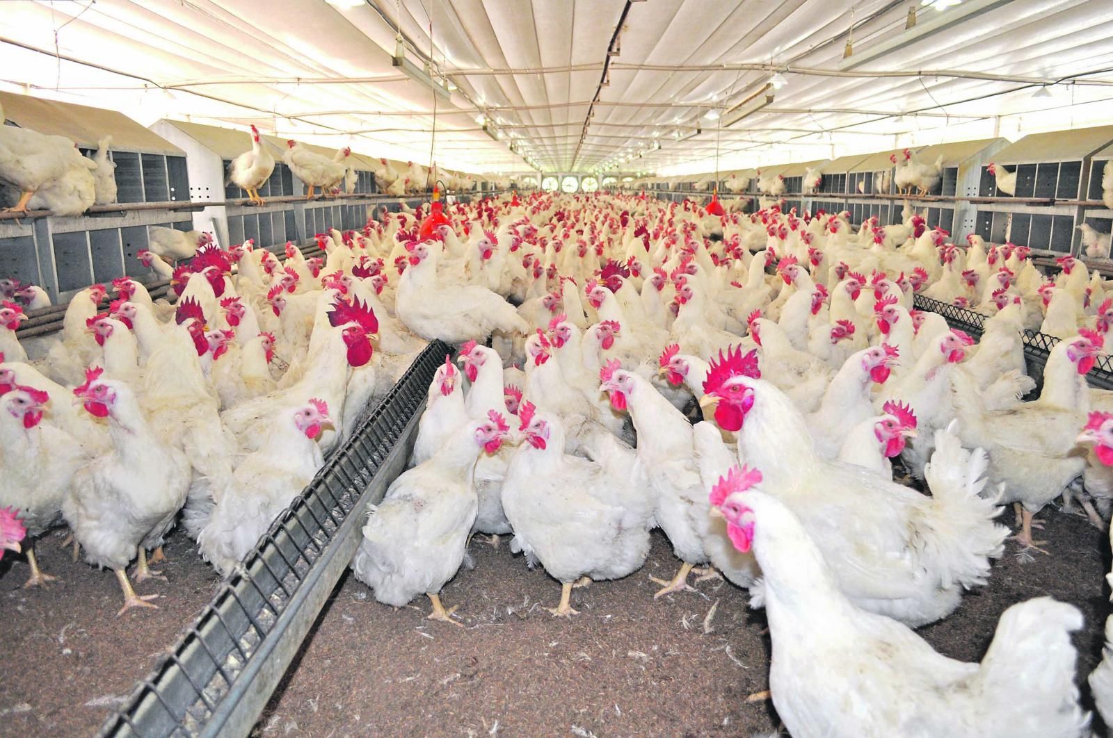 Pollos machos y hembras en granja