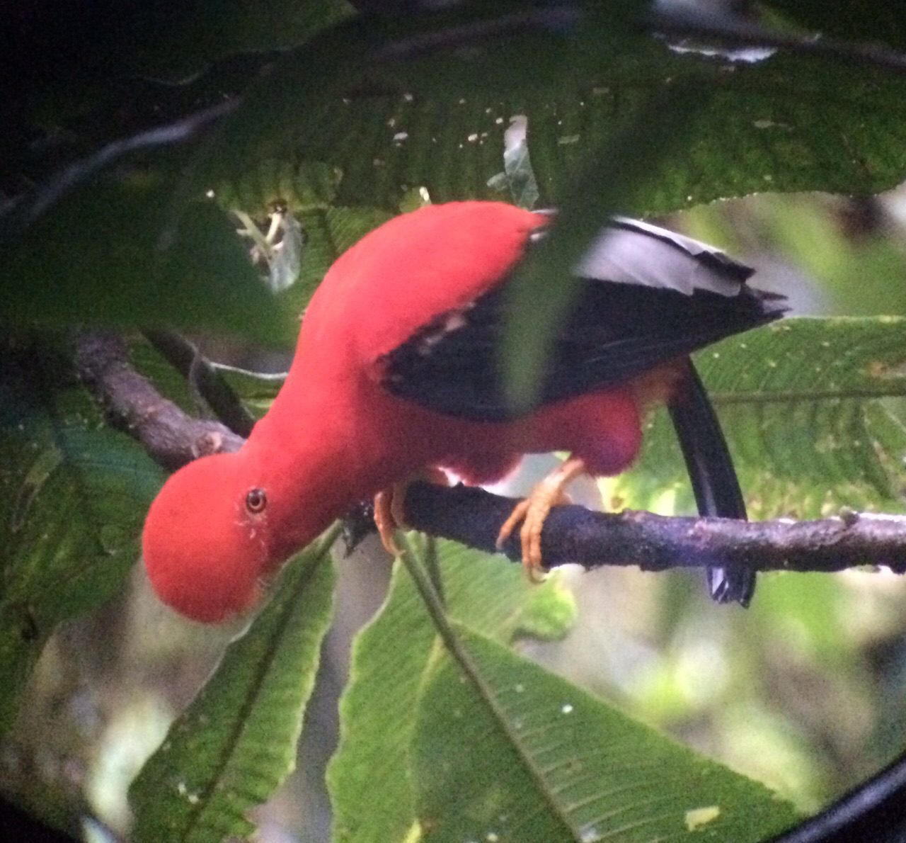 Plumaje variado y cresta roja brillante