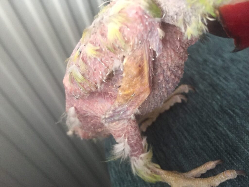 Aves con plumas desalineadas siendo enderezadas