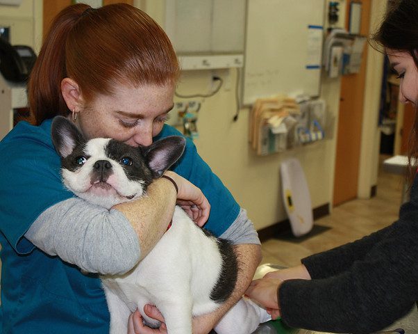 Cuánto cuesta llevar a tu mascota al veterinario 1 IMG 1624 JPG