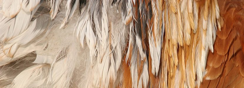 Plumas de gallina en la industria textil