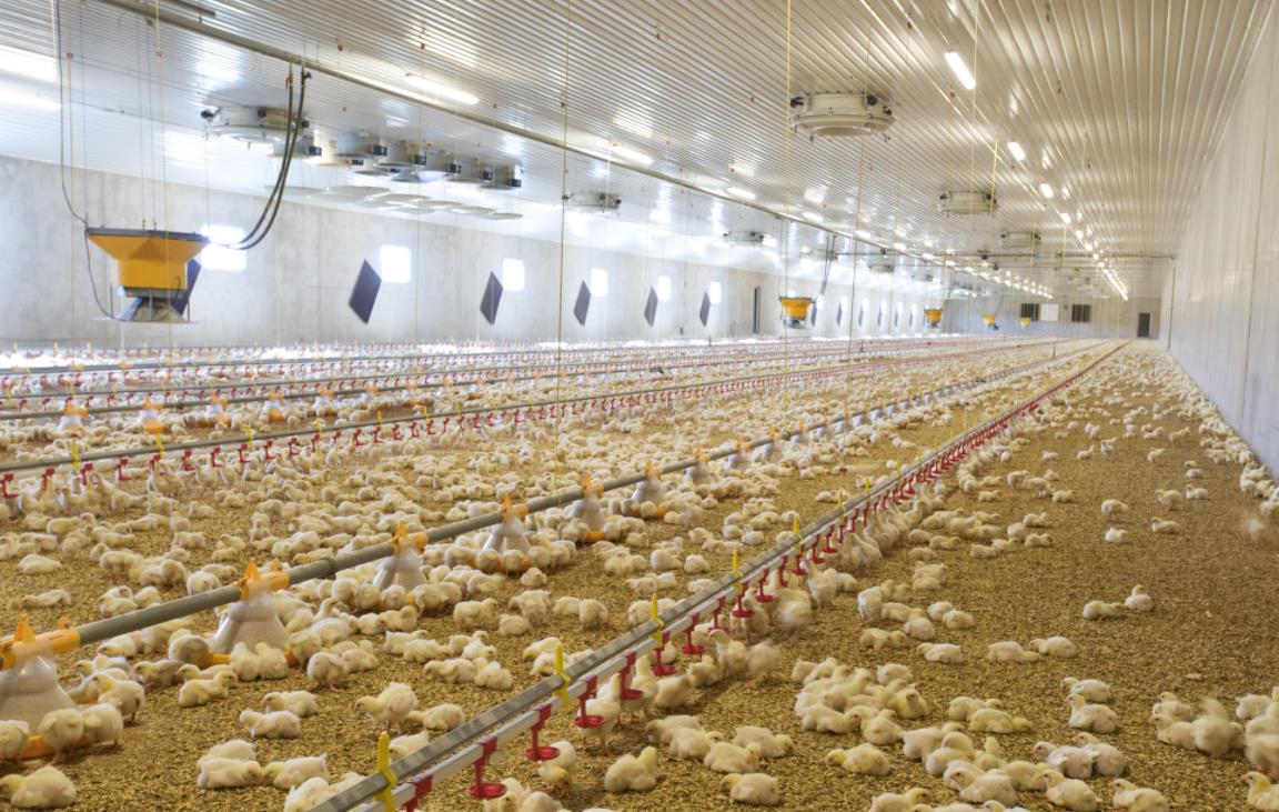 Bachoco adquiere empresa: Detalles de la compra 2 Granja de aves con modernas instalaciones
