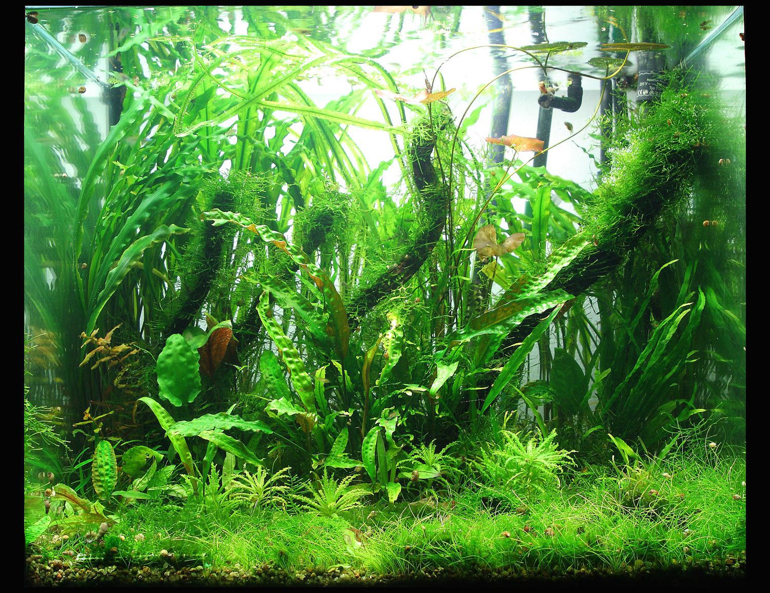 Acuario de agua dulce con plantas vivas