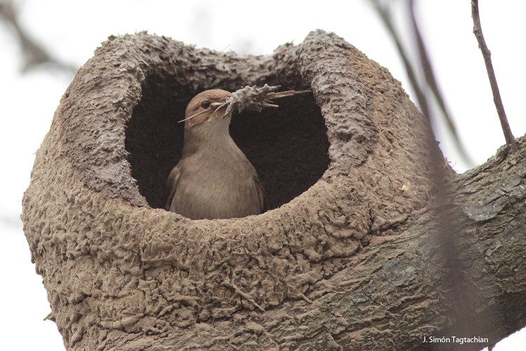 Cómo construye su casa los pájaros 1 MG 1548 c09