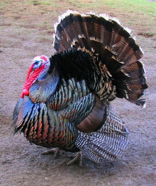 Pavo vivo en mercado colombiano durante Navidad