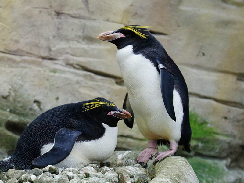 Pingüinos macho llevando piedra como regalo