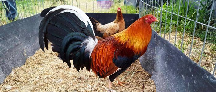 Gallo de pelea comiendo en el campo
