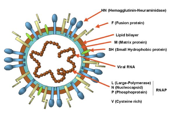 Ciclo de vida del virus de Newcastle