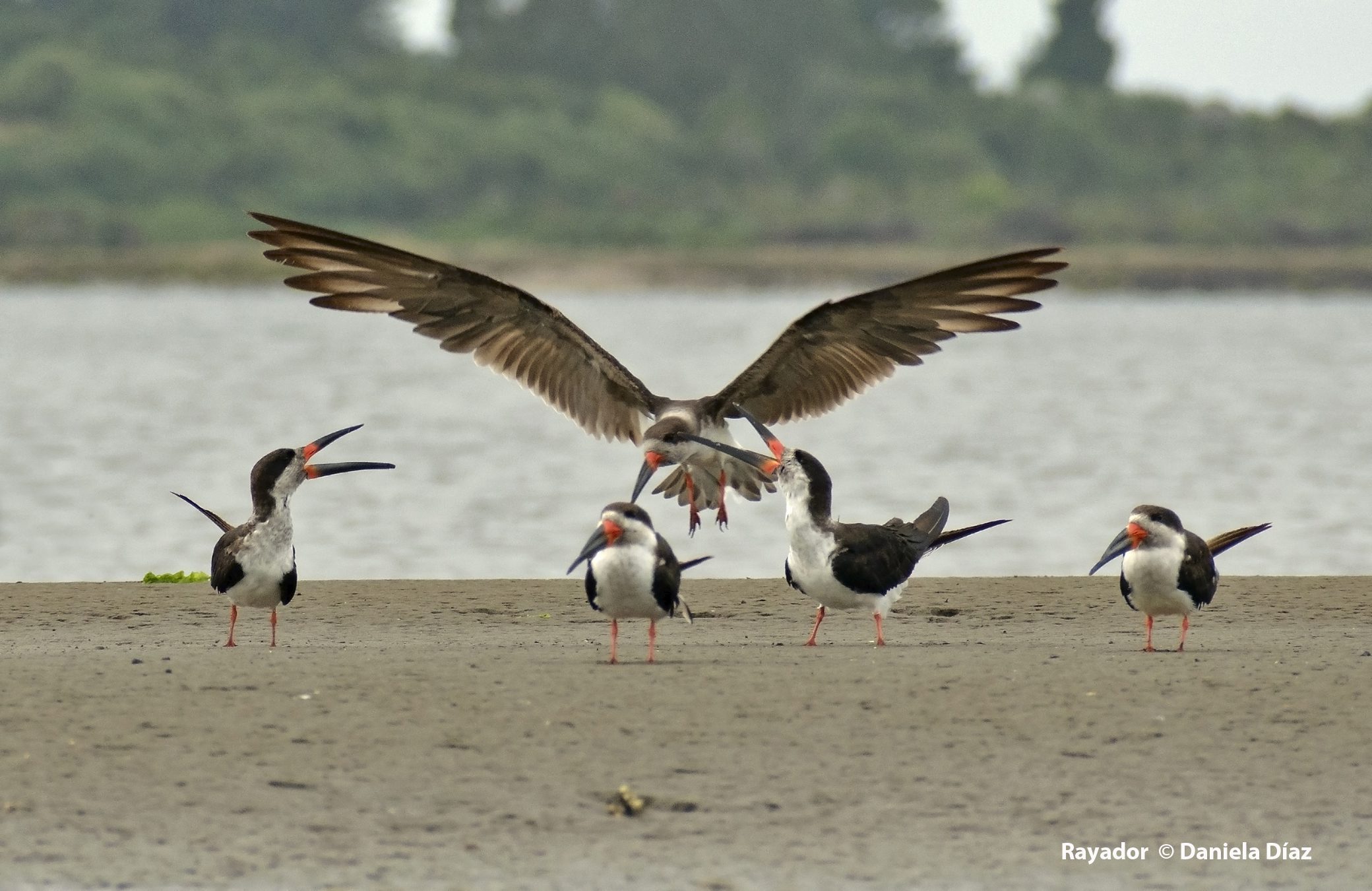 Aves migratorias buscando alimento en humedales