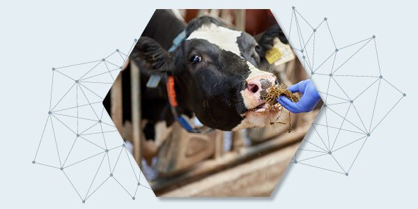 Nutricionista animal realizando una evaluación nutricional