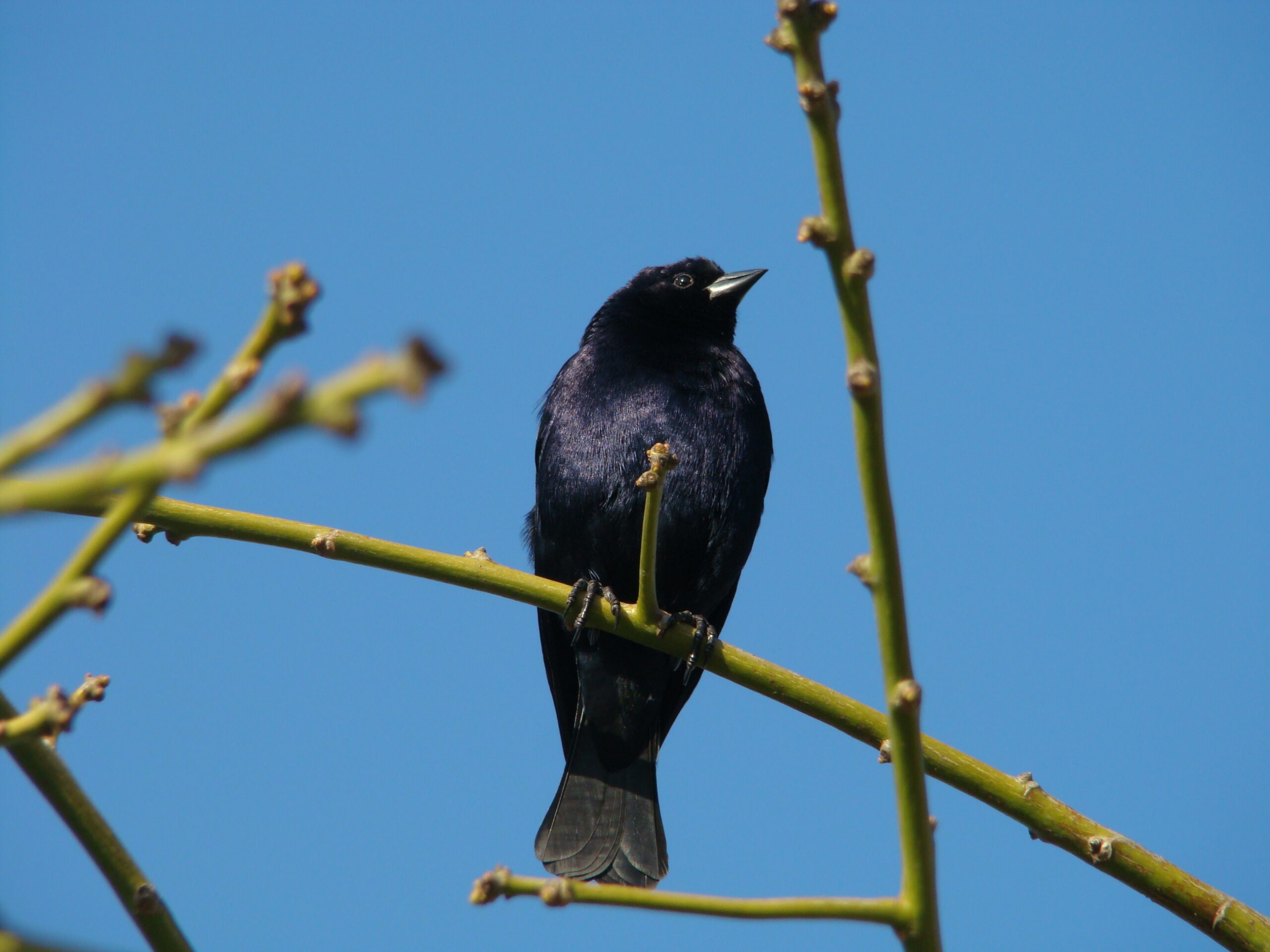 Pájaro mirlo con plumaje negro brillante