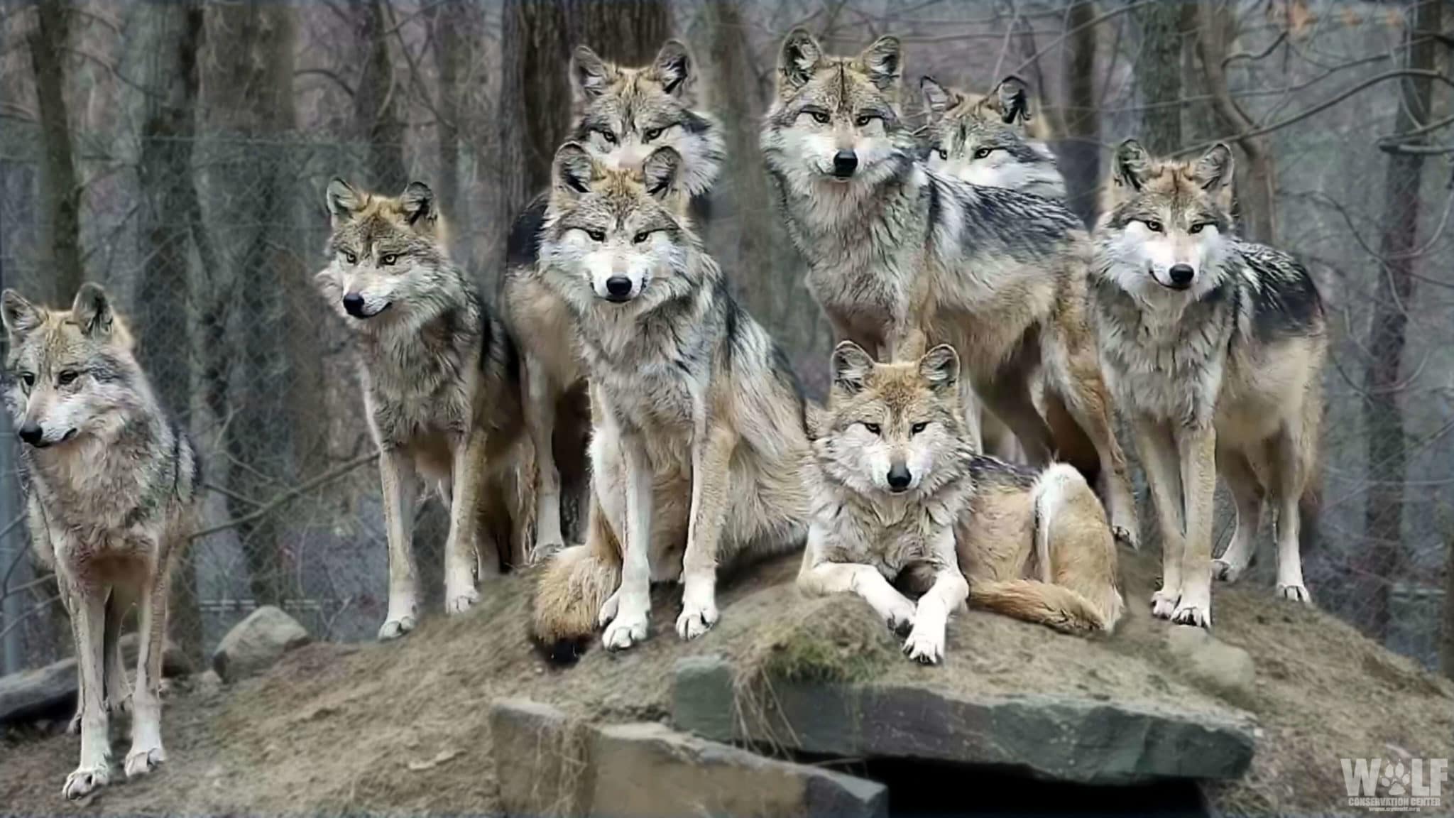 Manada de lobos en la naturaleza