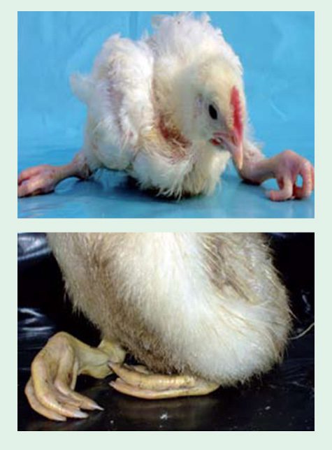 Imagen ilustrativa de aves con deficiencia