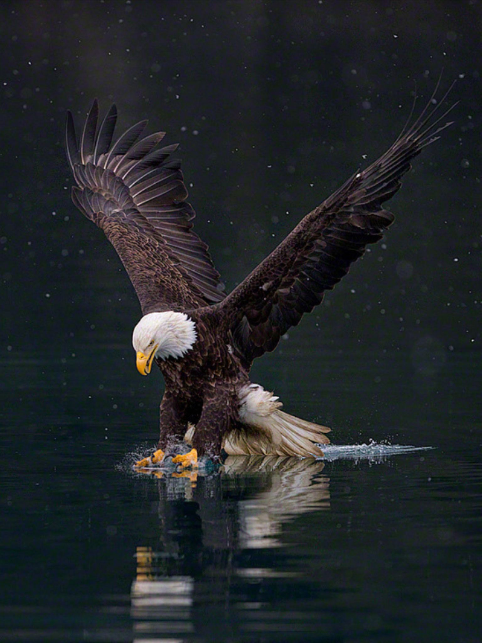 Águila cazando en plena naturaleza