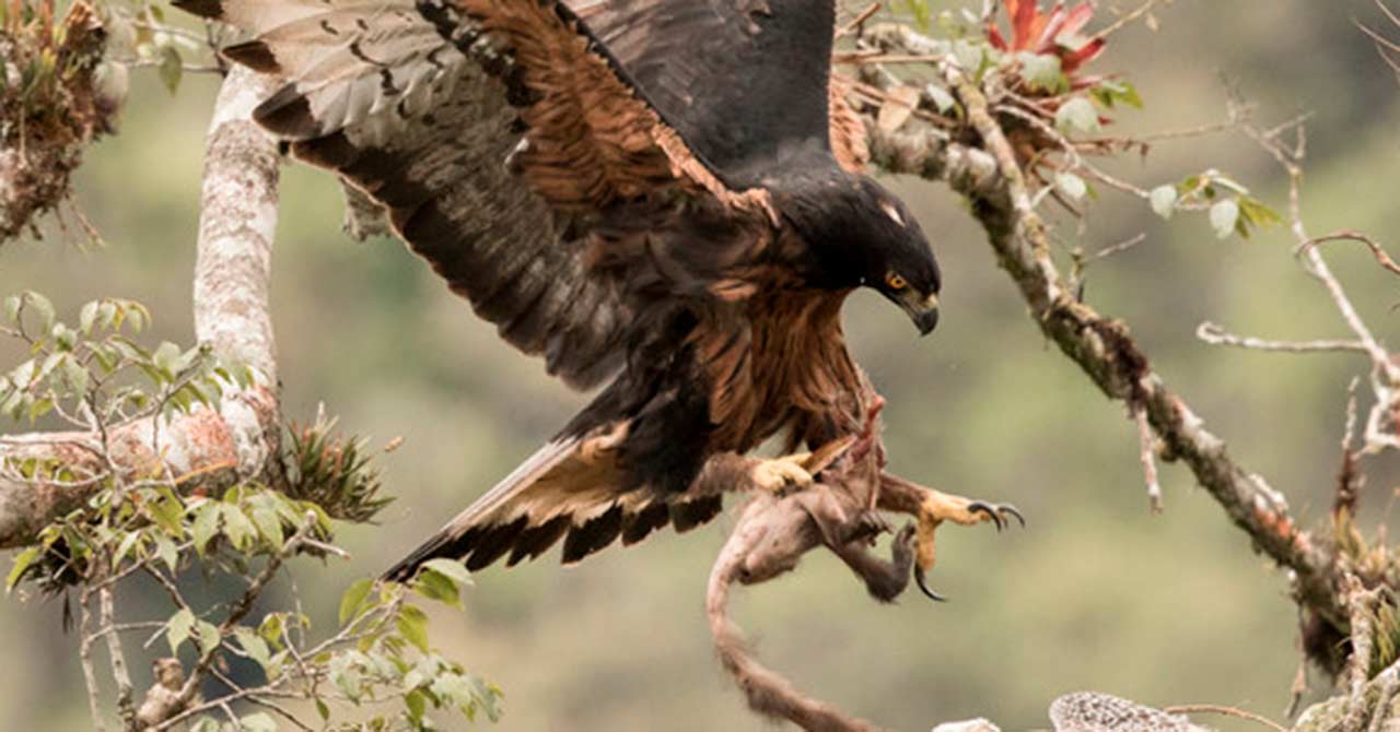 Águila cazando presa en su hábitat
